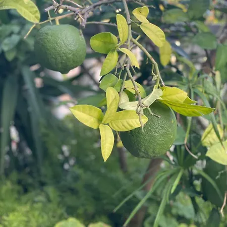 Lejlighed Suzana Sindija *